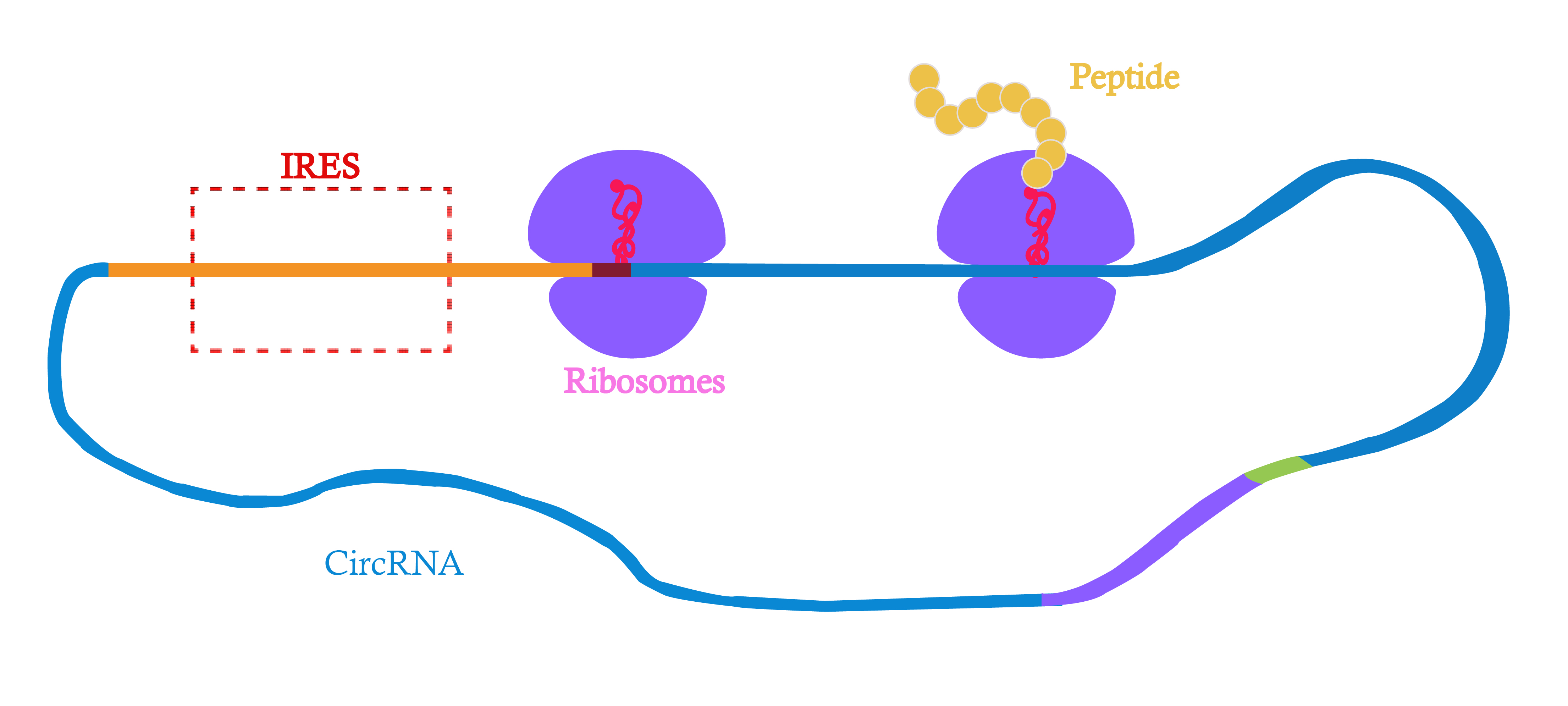 Custom Circular RNA Production
